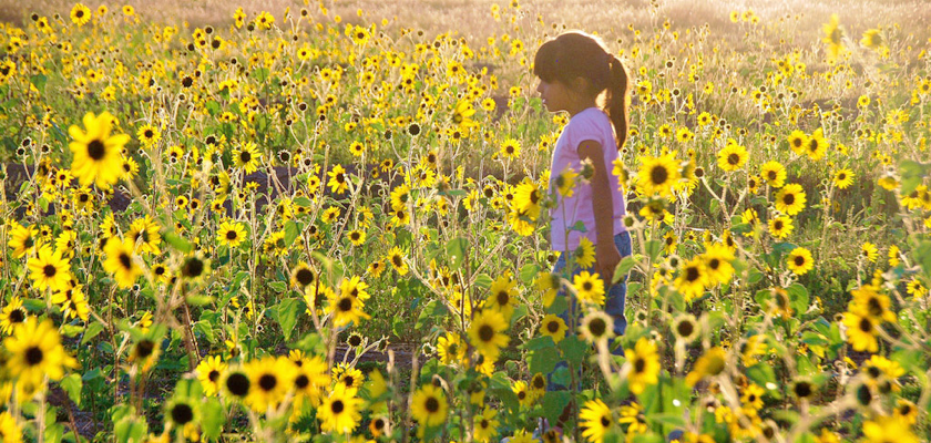 sunflower_littlegirl.png